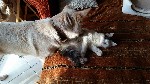 Кошки, котята объявление но. 1014371: отдам кошечку в тёплые руки