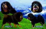Собаки, щенки объявление но. 1028288: Щенки Тибетского мастифа