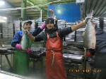 Вакансии - полный день объявление но. 1041610: Обработчики рыбы Камчатка, Курилы, Сахалин