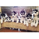 Собаки, щенки объявление но. 1048967: Питомник Русское Сафари (Сибирский Хаски)