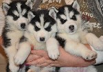 Собаки, щенки объявление но. 1048967: Питомник Русское Сафари (Сибирский Хаски)