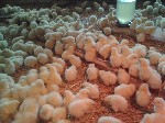 Компания Продлайн реализует цыплят породы Кобб-500 от 300 шт. От 50 рублей за шт. Привитые. 

Особенность этой породы максимальный рост при минимальных затратах корма. За 40 дней набирают 2.5 кг в в ...