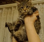 Услуги объявление но. 1061391: Маленькая рысь с характером ласкового котенка.