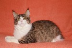 Продаются отличные и здоровые котята породы МЕЙН КУН, в возрасте 4 месяцев, полностью привиты по возрасту. Свободен 1 кот- черный рисованый с белым, две очень красивые кошечки - одна- голубая черепаха ...