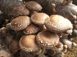 Растения объявление но. 1079530: Мицелий грибов почтой!