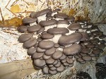 Тем, кто впервые решил заняться домашним грибоводством, лучше всего начать с вешенки. Это один из распространенных и простейших в культивировании грибных видов, который с давних пор успешно выращивает ...