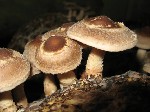 Растения объявление но. 1079548: Готовые грибные грядки шиитаке