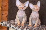 Кошки, котята объявление но. 1115381:  Котята порода девон рекс