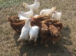 куры несушки хайсекс белые и коричневые одна из самых продуктивных пород сносят до 320и яиц в год им 5 и 5.5 месяцев скоро занесутся годен свободный выгул или в клетках. ...