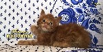Redcoonperm - единственный в мире питомник красных мейн кунов, предлагает к резервированию котят уникального - темного красного окраса.
К резервированию котята 2-3 месяцев. Котята здоровы, счастливы, ...