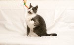 Кошки, котята объявление но. 1164657: Милая Стеша мечтает обрести дом