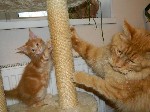 Кошки, котята объявление но. 1263384: Клубные котята мейн-кун из зарегистрированного питомника по системе WCF