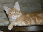 Кошки, котята объявление но. 1263384: Клубные котята мейн-кун из зарегистрированного питомника по системе WCF