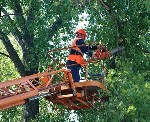 Наша компания занимается удалением аварийных и других деревьев в МО. Спил деревьев осуществляется аккуратно, частями со спуском веток и фрагментов ствола или со сбросом частей на подготовленную площад ...
