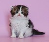Кошки, котята объявление но. 129986: Профессиональный питомник шотландских вислоухих кошек в израиле предлагает к продаже котят