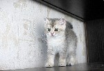 Кошки, котята объявление но. 1368358: Золотой котенок-шиншилла