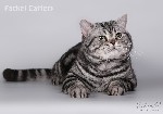 Кошки, котята объявление но. 1400320: British shorthair
