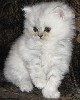 Отдам персидского котенка, белого цвета в хорошие руки, абсолютно бесплатно ...