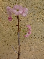 Растения объявление но. 1617011: Продам. Сакура (Японская вишня)