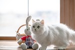 Продается длинношерстный британский котенок, девочка в песцовой шубке, с документами, дата рождения 28.11.2018. Окрас ns 25. Продается как в разведение (только заводчикам и в питомники), так и в качес ...