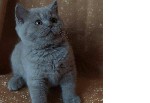 Кошки, котята объявление но. 1633482: Британские котята питомника Mendeleev