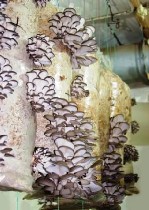 Продаю высококачественный зерновой грибной мицелий вешенок, с помощью которого развести грибы в домашних условиях не составит труда! Достаточно один раз произвести засев мицелия и потом просто получат ...