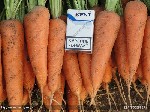 Растения объявление но. 1735383: Морковь