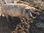 Крестьянское (фермерское) хозяйство реализует поросят, породы: Венгерская Мангалица и Кармал.

Венгерская Мангалица продуктивная и неприхотливая порода вислобрюхих домашних свиней. Отличаются наличи ...