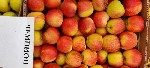 Продукты питания объявление но. 1976490: Яблоки оптом напрямую от Крымского производителя.