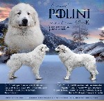 Собаки, щенки объявление но. 2045163: Щенки Пиренейской горной собаки