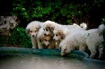 Собаки, щенки объявление но. 2045163: Щенки Пиренейской горной собаки