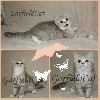 Кошки, котята объявление но. 221421: Питомник британцев "Garfieldcat"