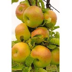 Растения объявление но. 2441954: Саженцы яблони и других плодовых деревьев из питомника растений