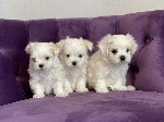Собаки, щенки объявление но. 2467624: Щенки мальтийской болонки от Ирлайн-дог