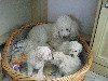 Собаки, щенки объявление но. 256570: Продаются очаровательные щенки карликого пуделя.