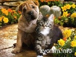 Услуги ветеринара объявление но. 2694875: Ветеринарная помощь на дому