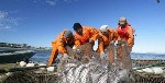 Сезонная работа объявление но. 3106560: Камчатская рыбодобывающая компания на Путину 2024 предлагает работу