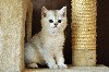 Кошки, котята объявление но. 331794: Шотландские котята