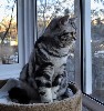 Кошки, котята объявление но. 353701: Великолепный мраморный британский котик