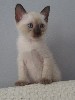 Кошки, котята объявление но. 405206: Сиамские котята