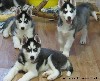 Собаки, щенки объявление но. 659359: Щенки сибирской хаски