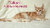 Кошки, котята объявление но. 691564: Котенок Мейн кун