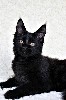Кошки, котята объявление но. 702993: Элитная кошечка мейн кун