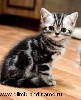 Кошки, котята объявление но. 839965: Британские серебристые мраморные зеленоглазые котята