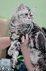 Кошки, котята объявление но. 839965: Британские серебристые мраморные зеленоглазые котята