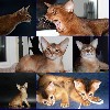 Корм объявление но. 844561: Чистокровные Абиссинские котята Американские линии