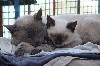 Кошки, котята объявление но. 890157: тайские котята для вас