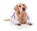 Частный врач-ветеринар, стаж более 20 лет. Оказываю ветеринарную помощь домашним животным в Санкт-Петербурге.
Предлагаю широкий спектр медицинских услуг - диагностика, хирургия, терапия, вакцинация,  ...