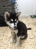 Чистокровный щенок сибирской хаски, красавец черно-белого окраса. Возраст 2,5 месяца ...