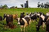 Работа за рубежом объявление но. 924596: Вакансия на дойку коров в Дании